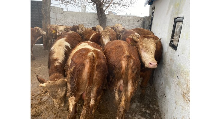 Kurbanlık Hayvanlar